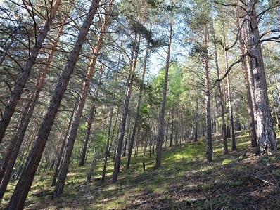 В Иркутской области не проводят санитарные рубки деревьев в лесном фонде