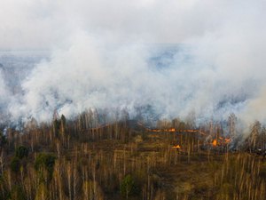 За сутки в Иркутской области ликвидировали шесть лесных пожаров