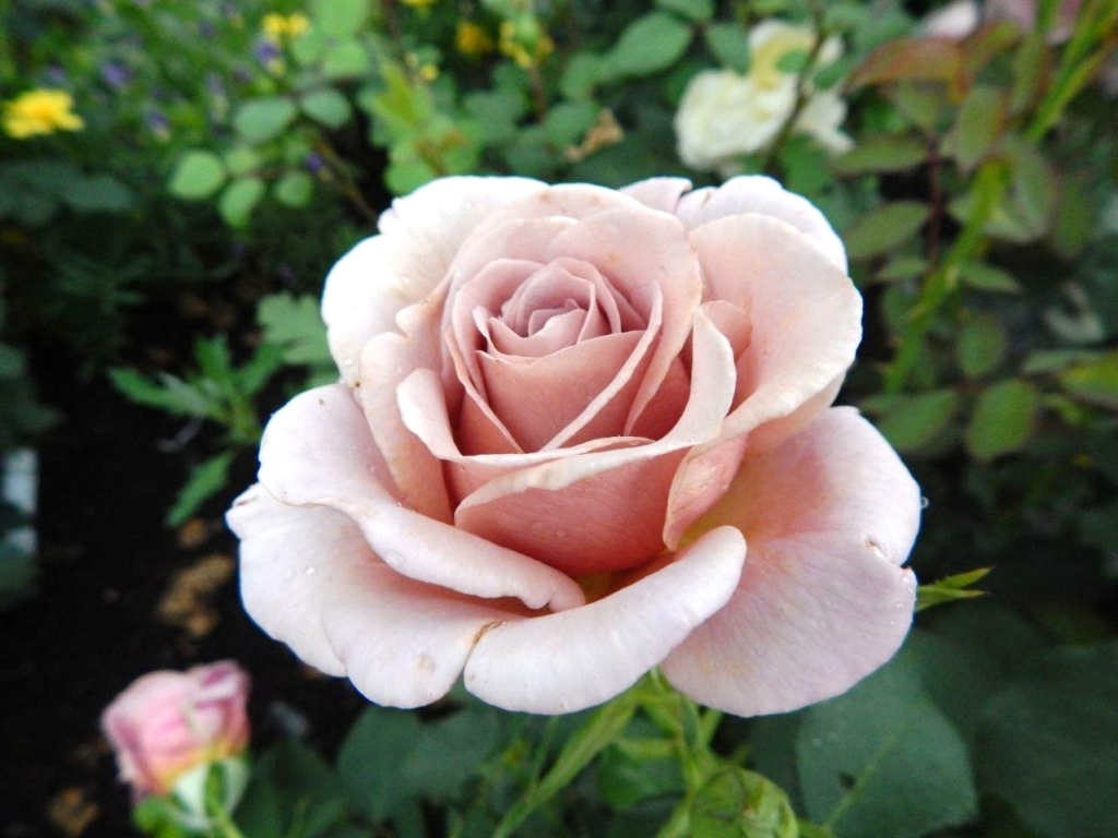 vystavka roz iokm
