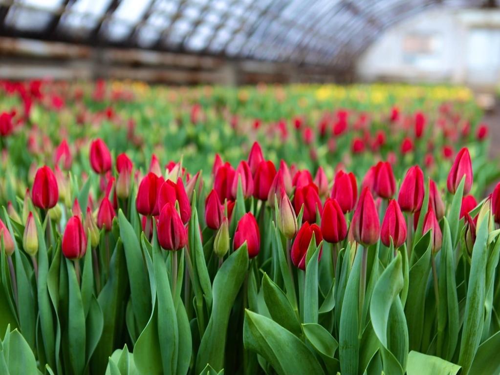 gorzelenhoz tulips ai