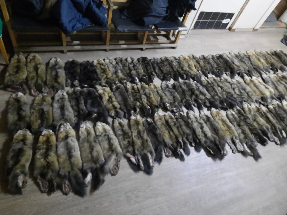 В Иркутской области обнаружили 213 шкур незаконно добытого соболя