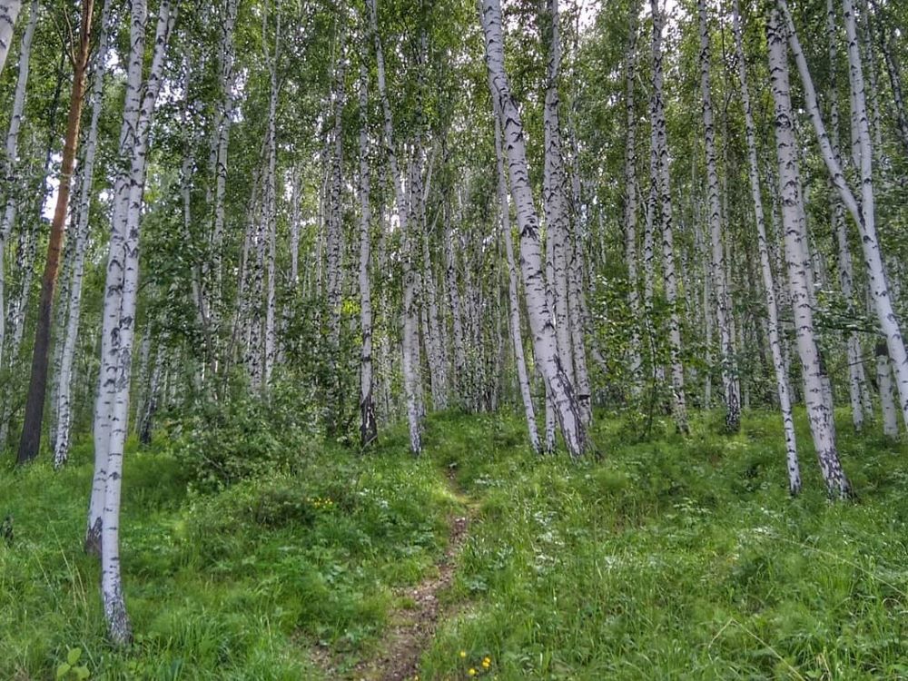 В северных районах Иркутской области продлен особый противопожарный режим