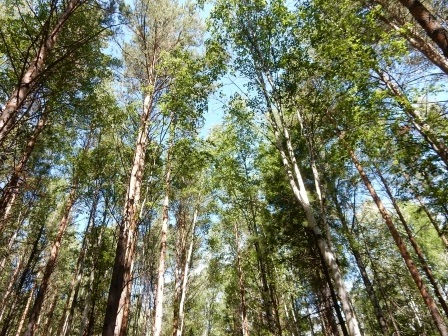 Во всех районах Иркутской области закрыт пожароопасный сезон на землях лесного фонда