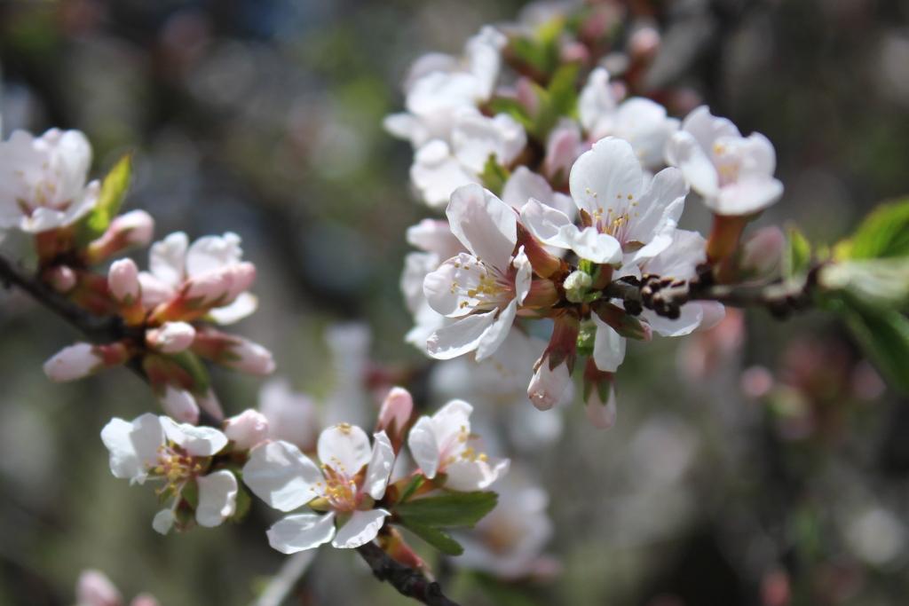 flowers1