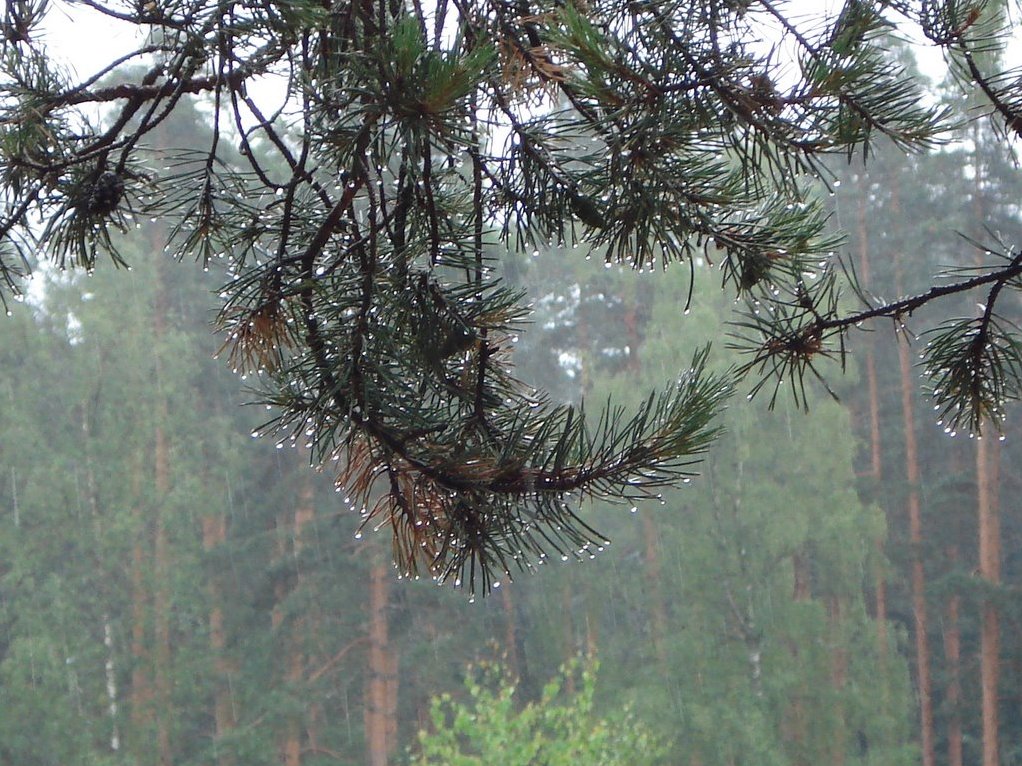 Сильные дожди пройдут в южных районах Иркутской области