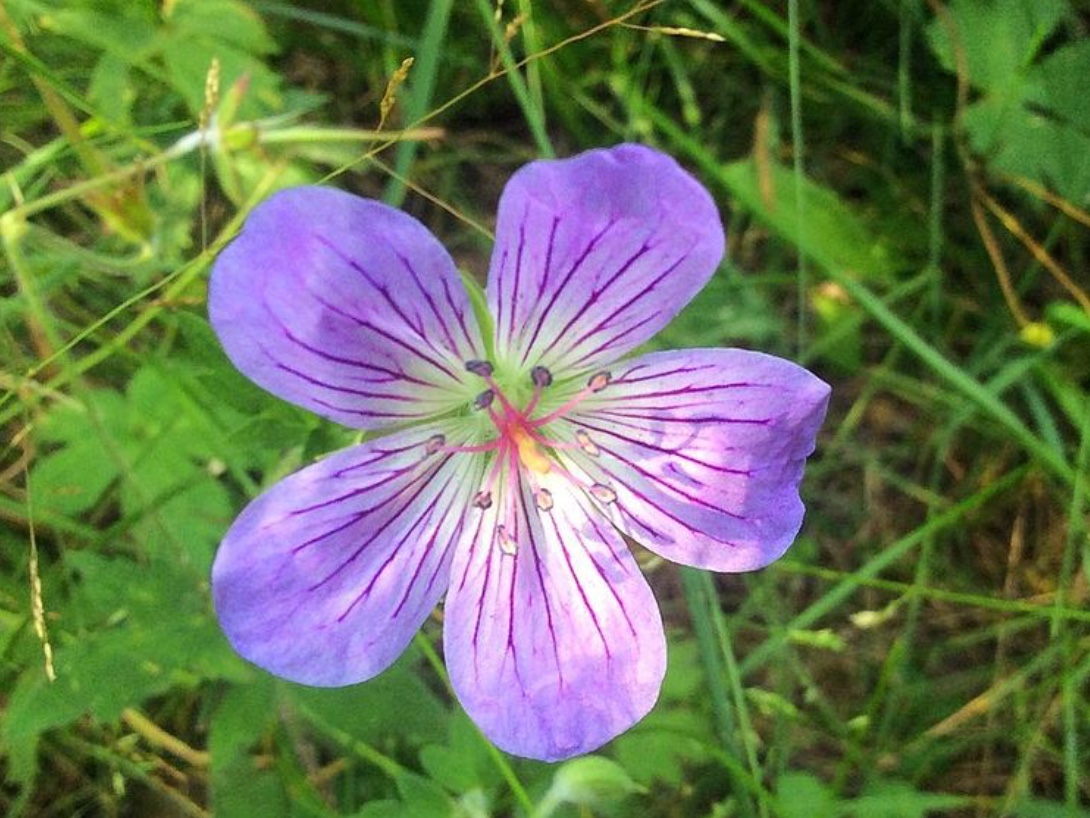 leto flower niab