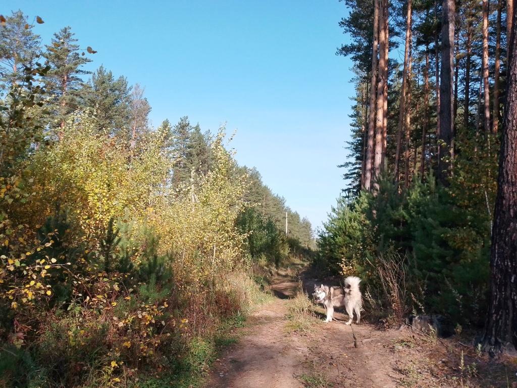 До +16° ожидается в Иркутске 15 сентября