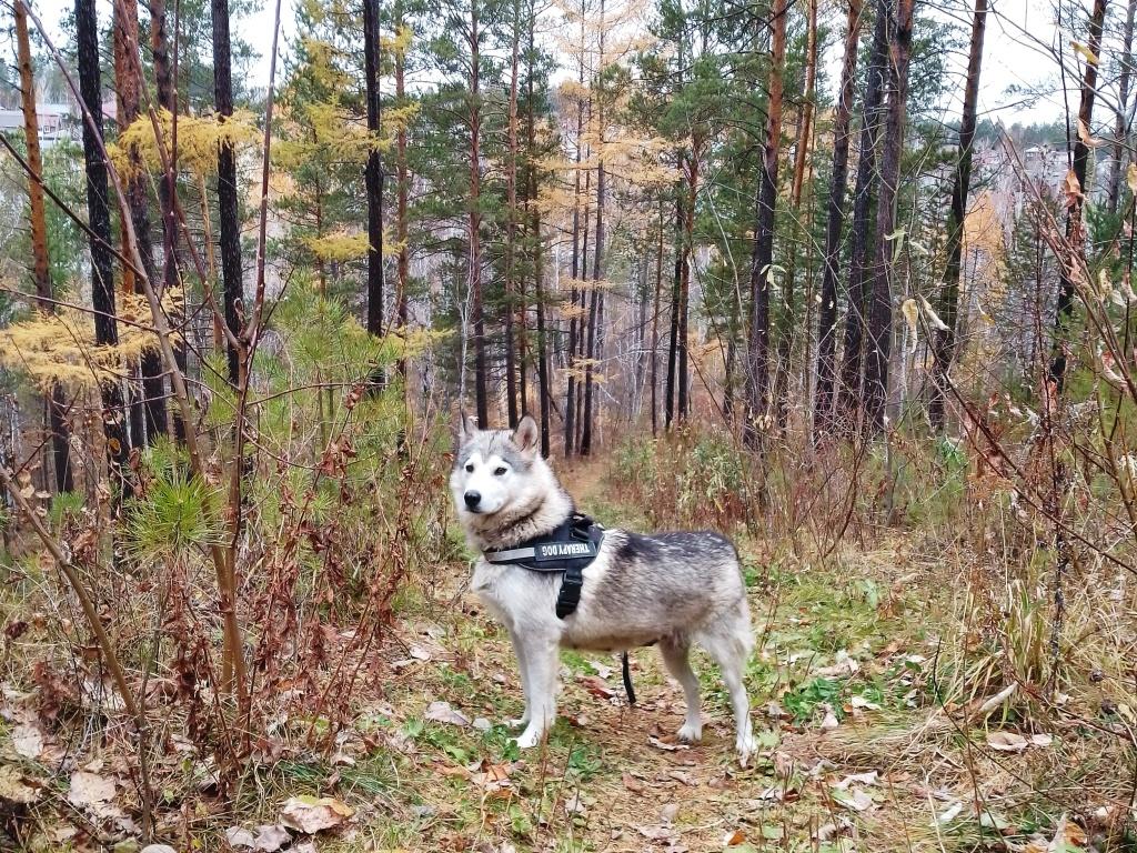 pozdnyaya osen les sobaka nia