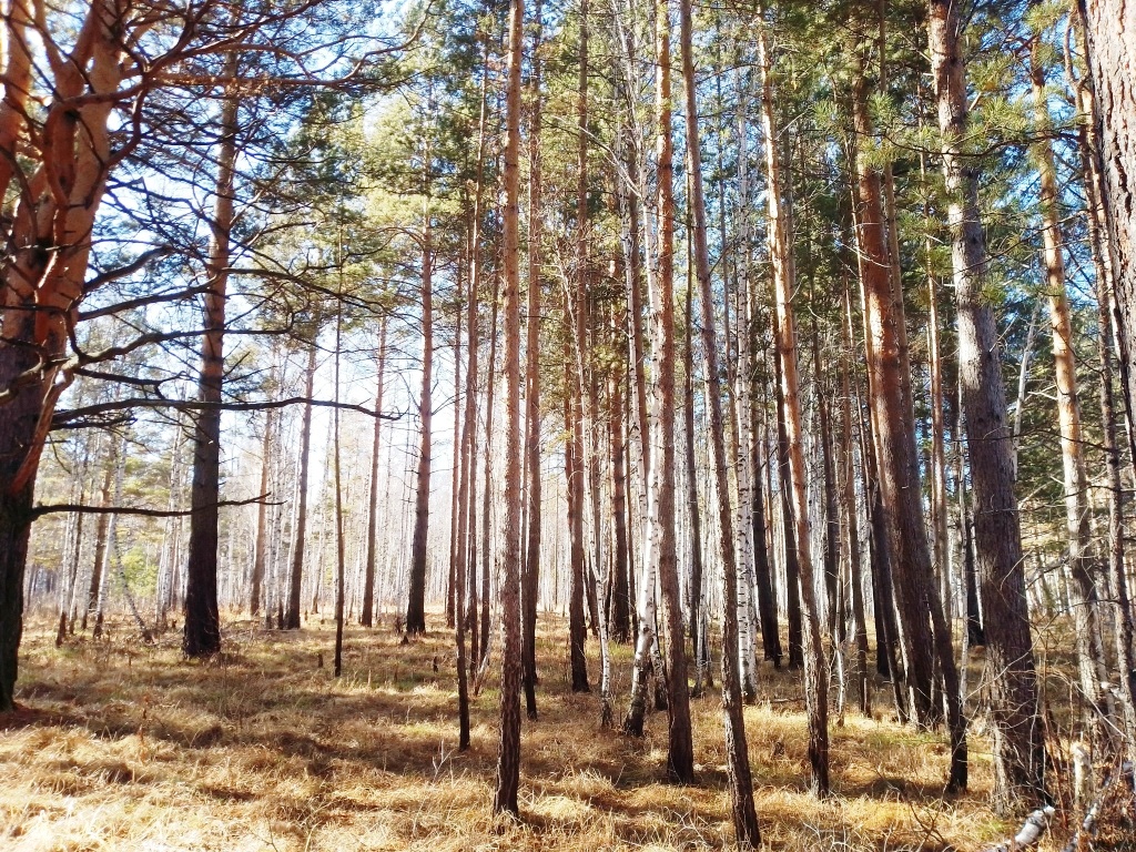 До +9° ожидается в Иркутске в четверг