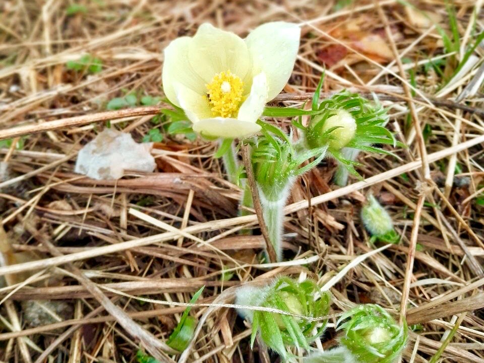 vesna les flower nia