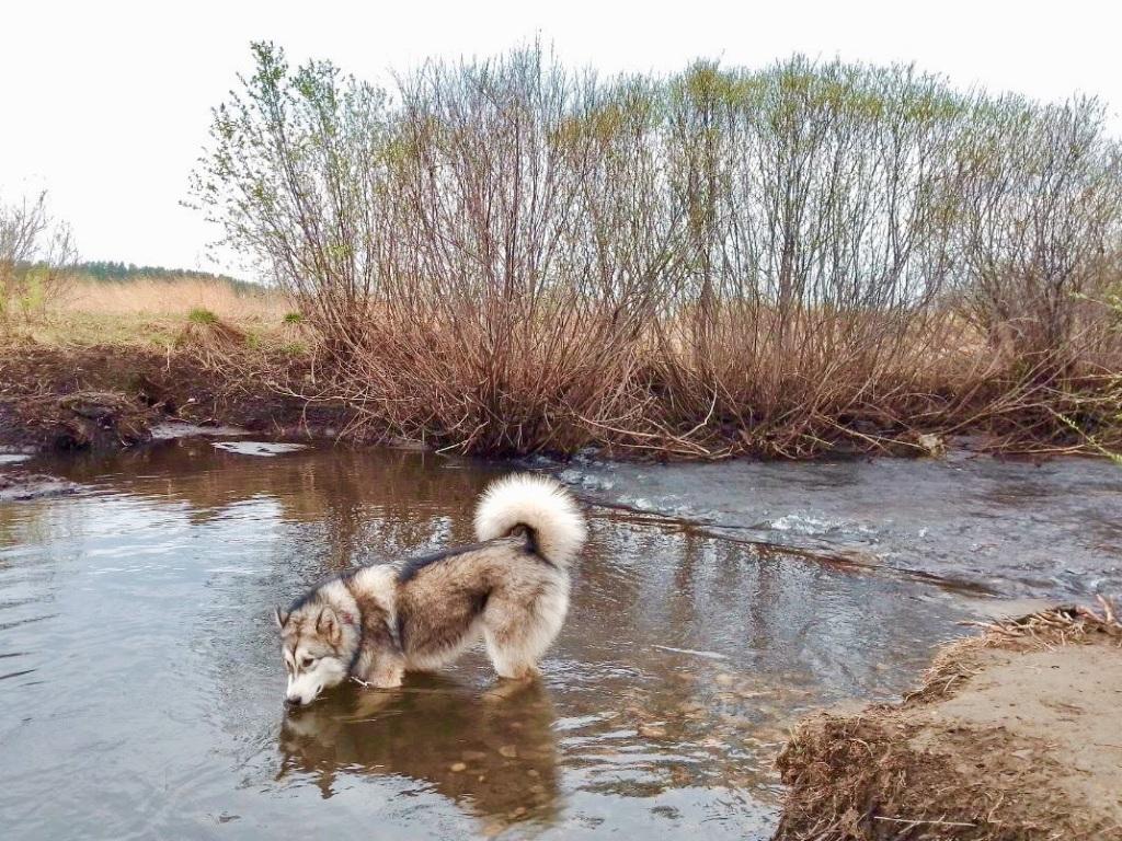 vesna les river dog nia