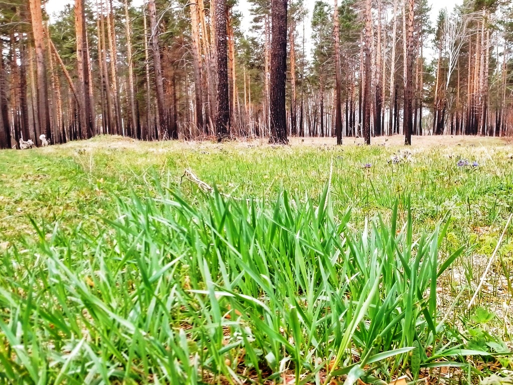 vesna les trava nia baikal