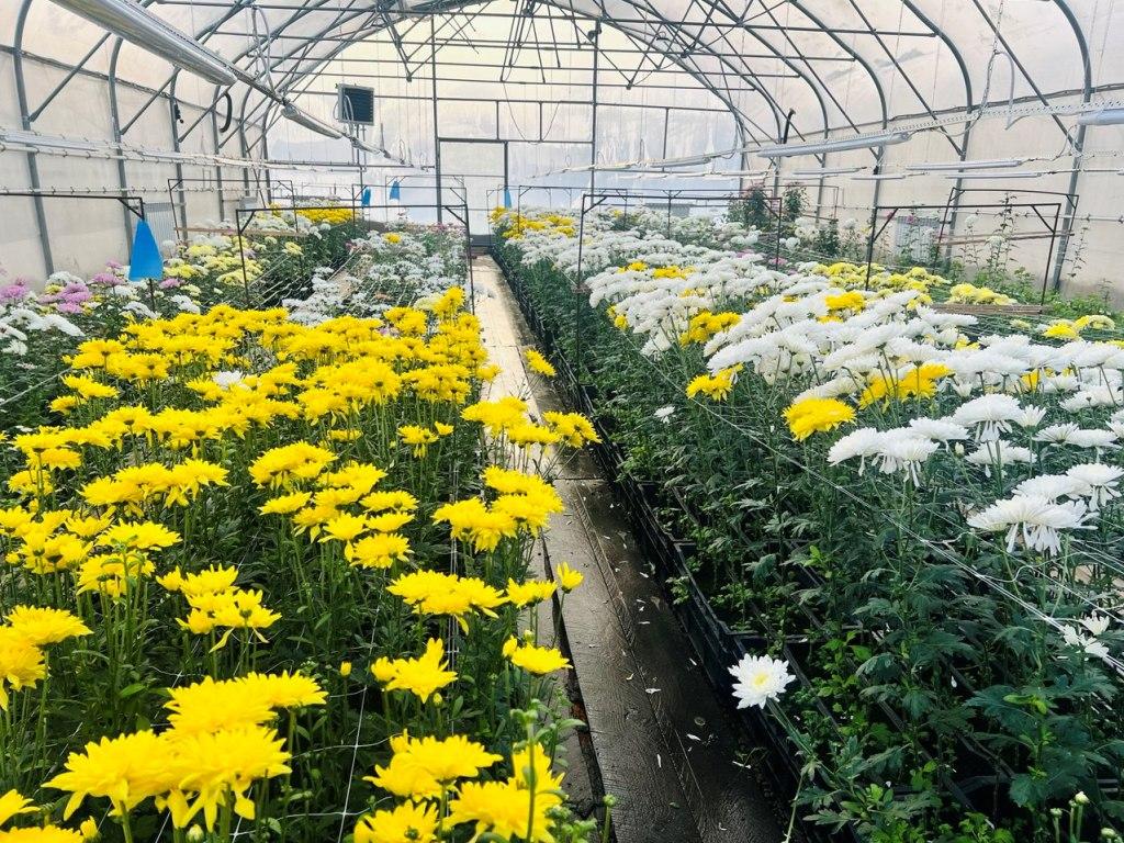 gorzelenkhoz hrizantemy ai copy