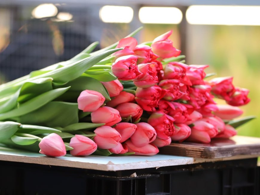 gorzelenkhoz tulpany2 ai