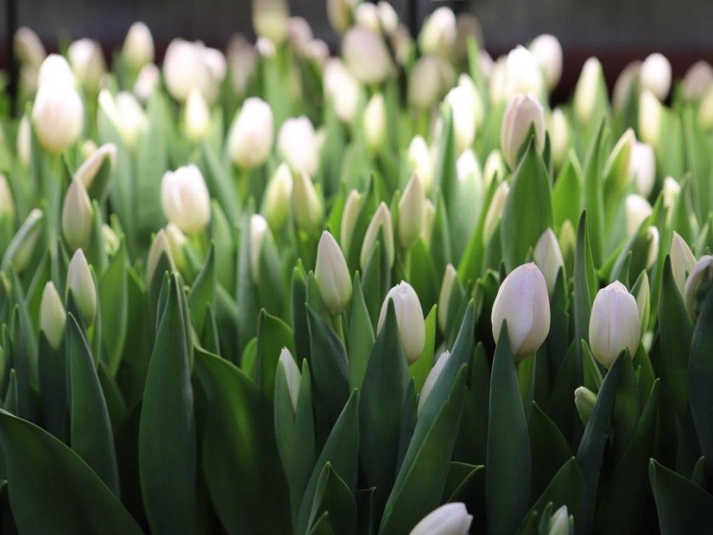 Иркутский «Горзеленхоз» к 8 Марта вырастил 600 тысяч тюльпанов