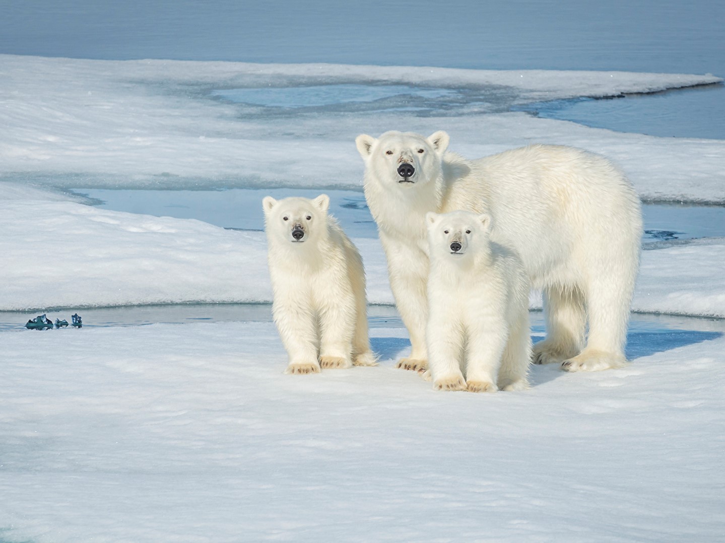 Фото из открытых источников bears polar