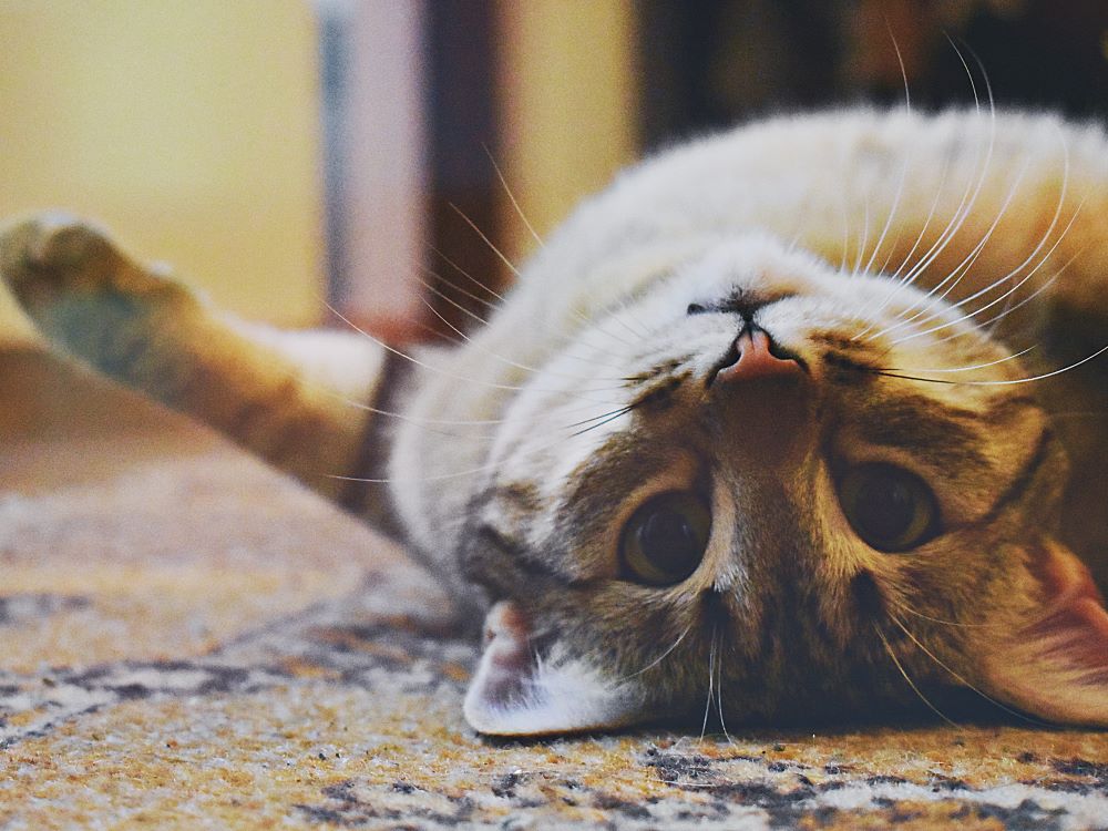 cat pexels dids 