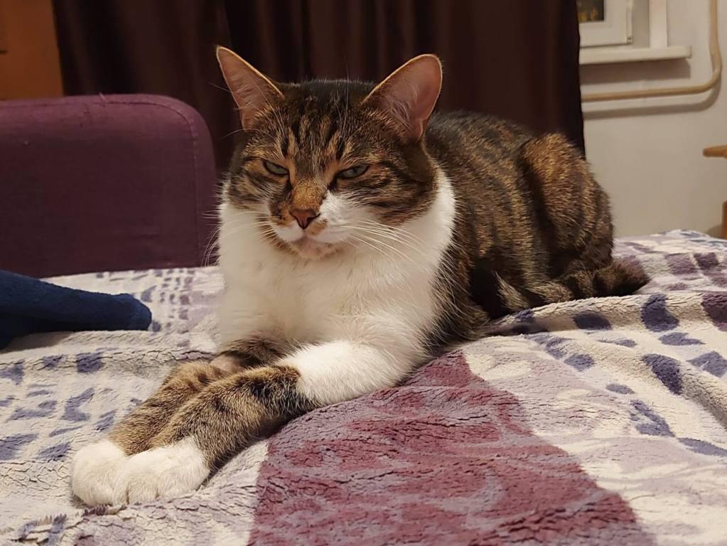 cat ivan ivanov