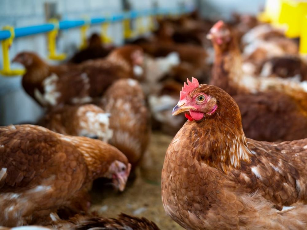 В Приангарье не обнаружили циркуляцию вируса гриппа птиц