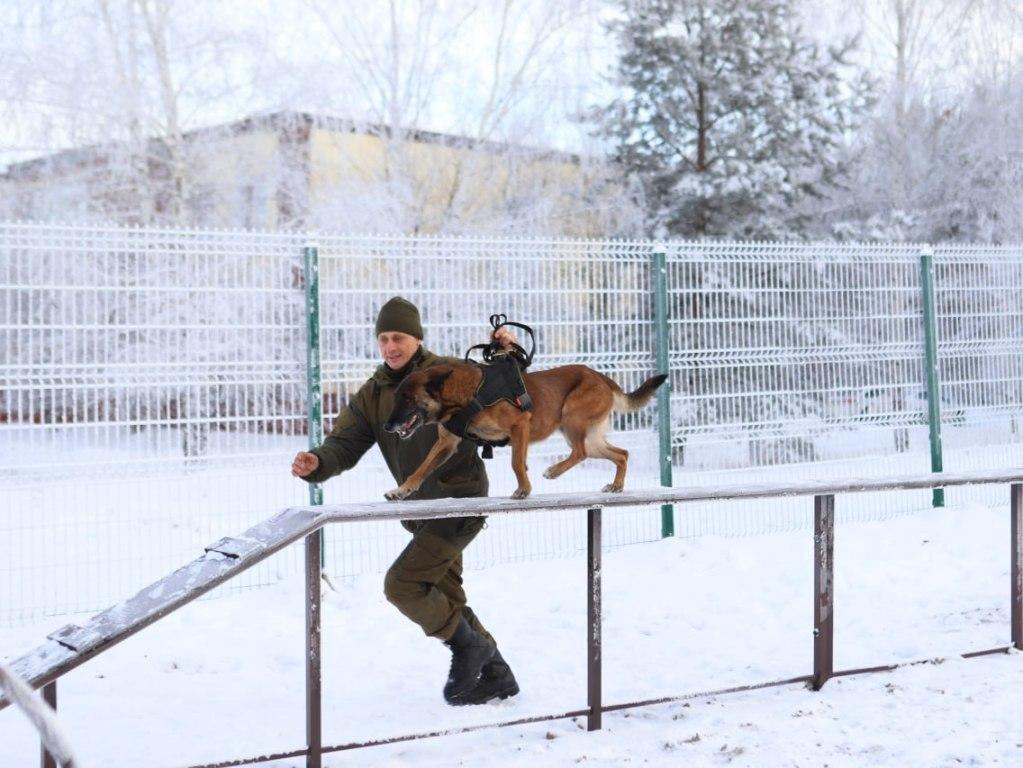 dressirovka sobak ai