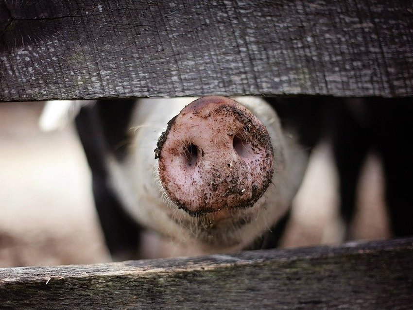 ferma pig