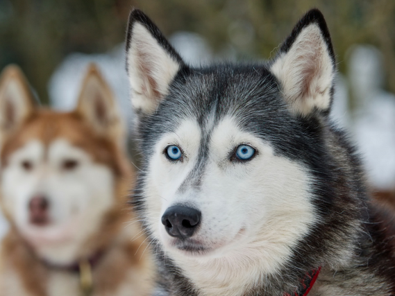 husky fes rf