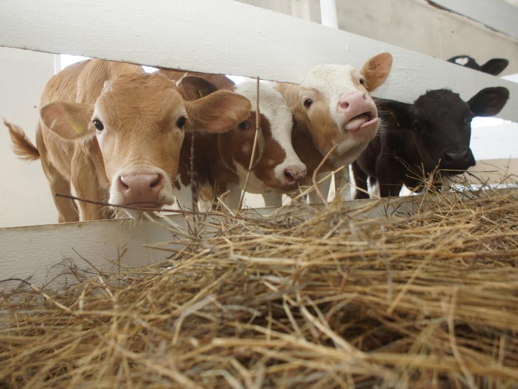 В Боханском районе открыли новую семейную молочную животноводческую ферму