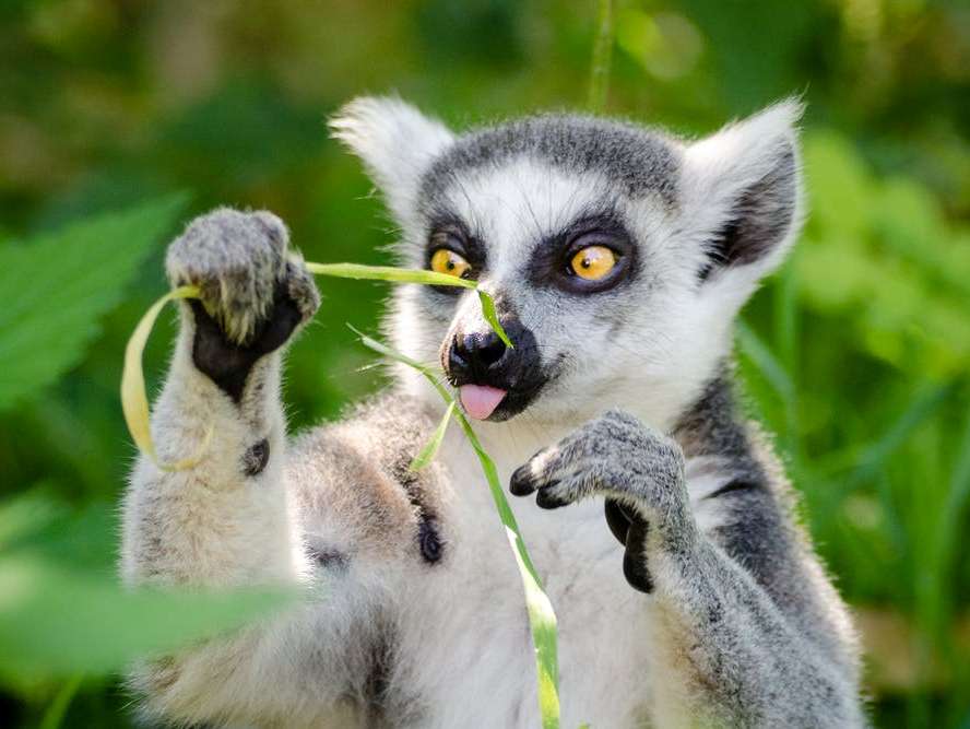 lemur