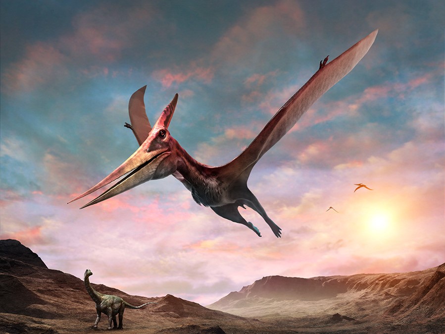 pterozavr