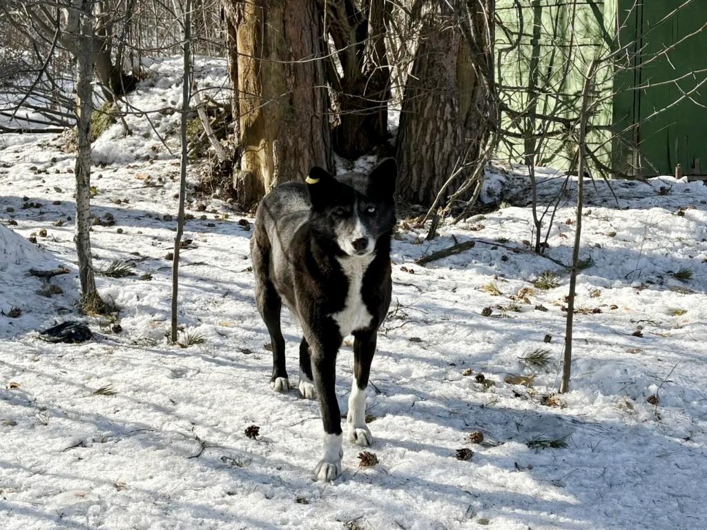 sobaki beznadzornye ai