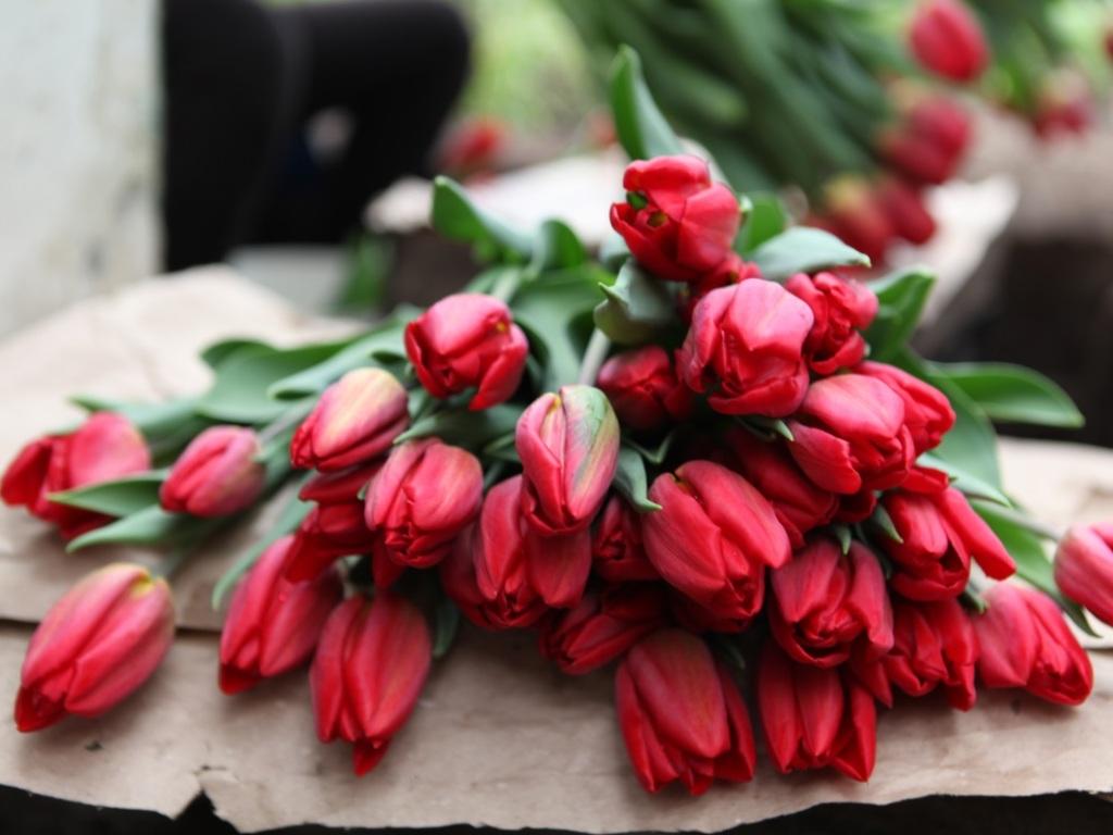 gorzelenkhoz tulips buket ai