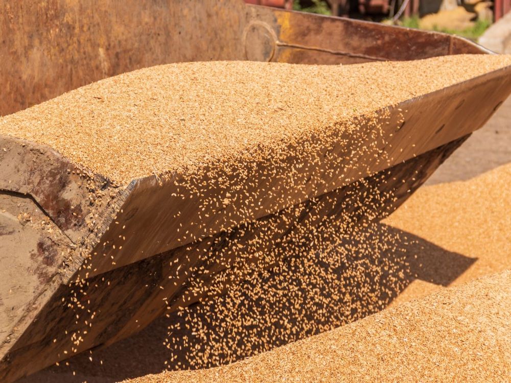 Иркутская область увеличила экспорт зерновых культур более чем в пять раз
