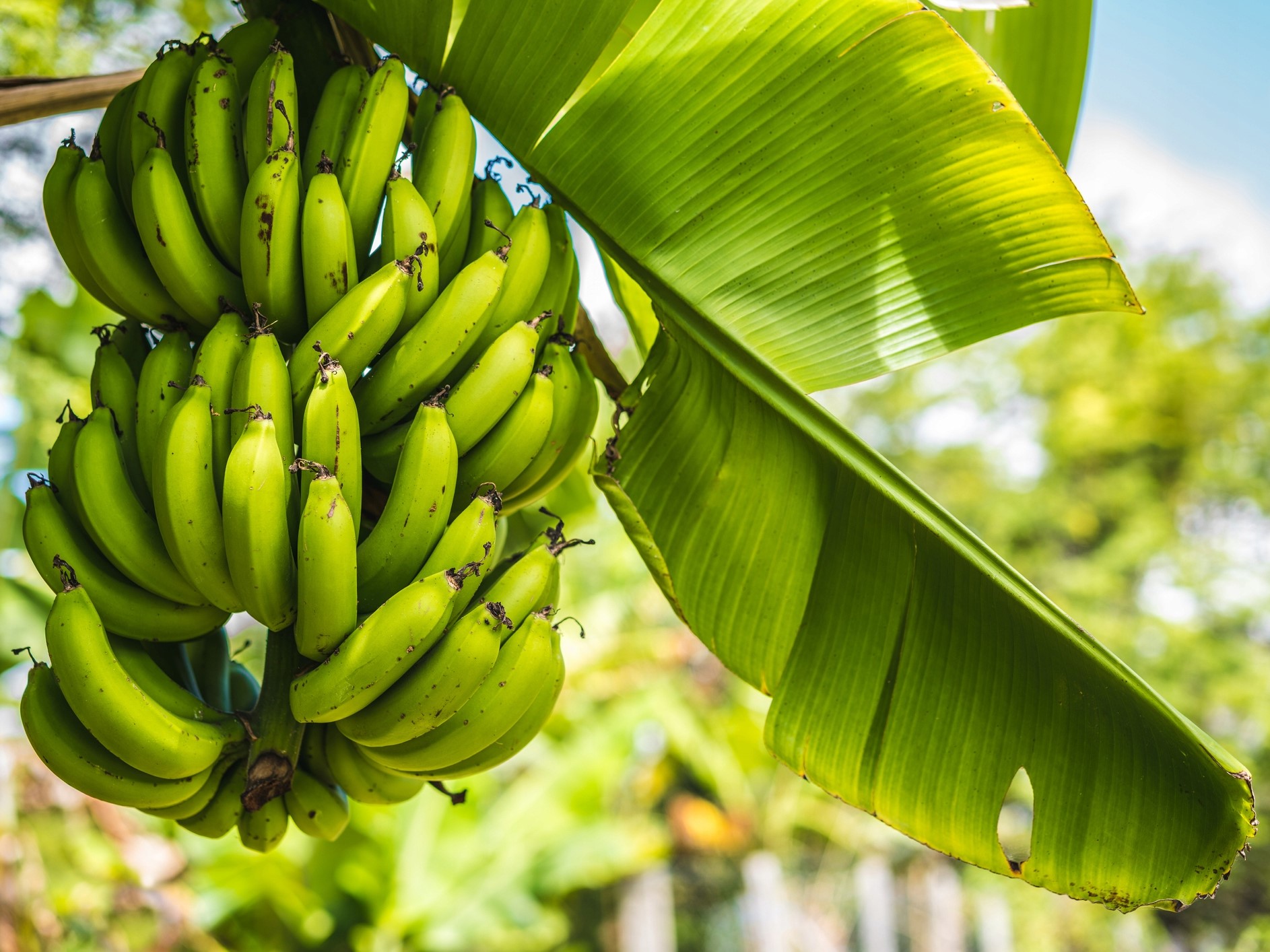 banana
