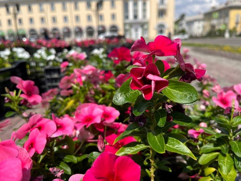 49 тысяч саженцев цветов высадят в Ангарске этим летом