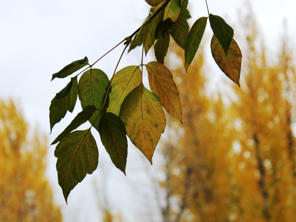 Осень пришла: около +10° и небольшие осадки ожидаются в Иркутске 17 октября