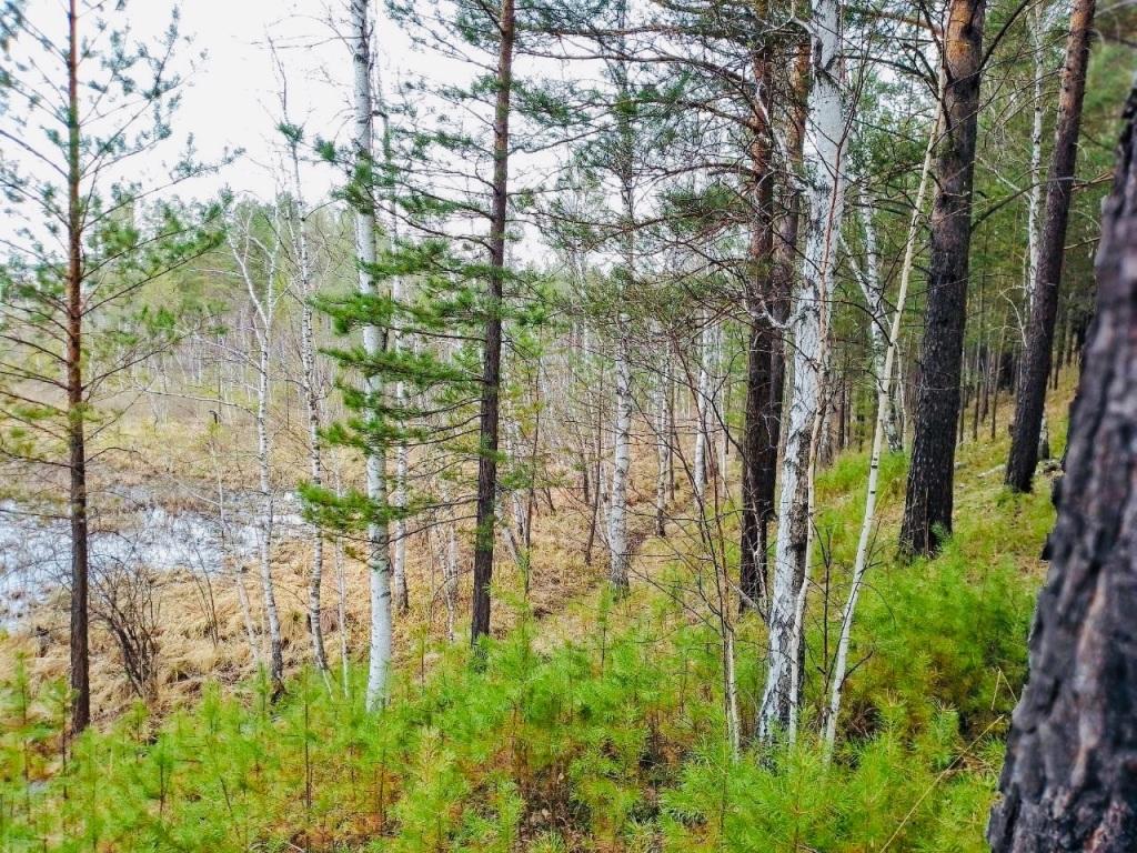 В десяти районах Иркутской области начался пожароопасный сезон