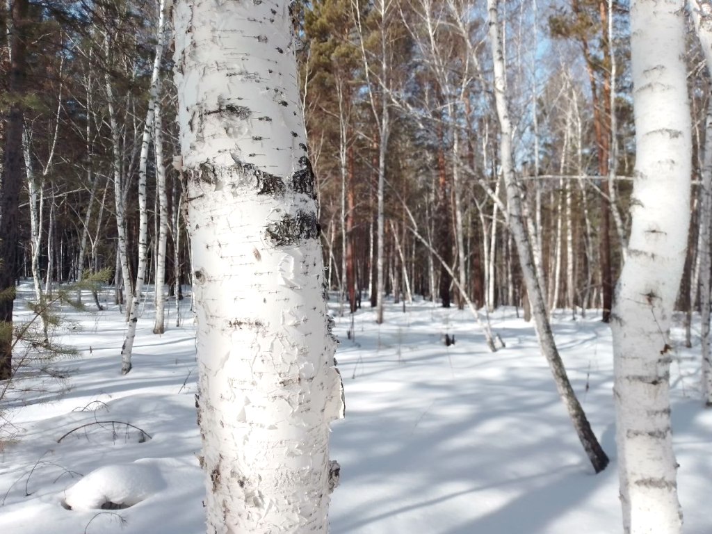 Небольшой мокрый снег прогнозируют на среду в Иркутске