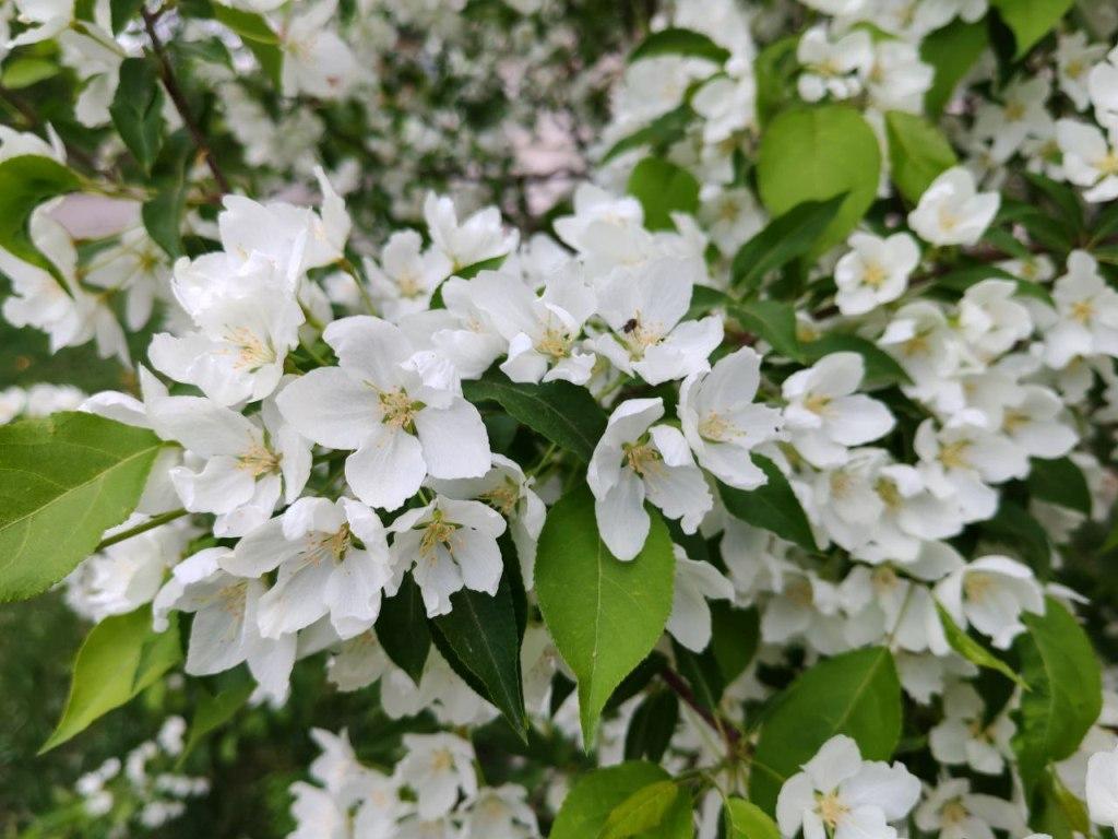 vesna yablonya nia