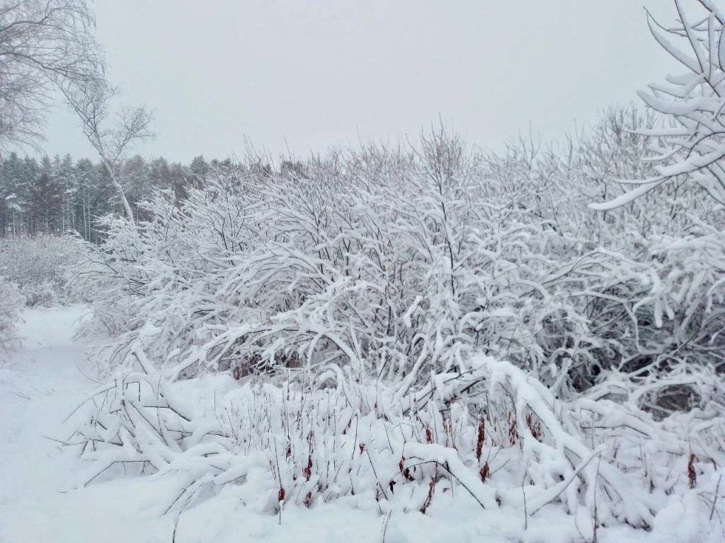 В Иркутск пришли морозы: ночью ожидается до -26°